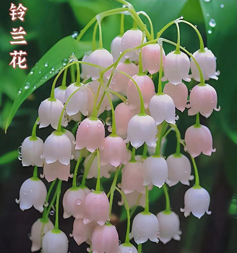 铃兰的养护方法是什么？如何让铃兰花开得更香？
