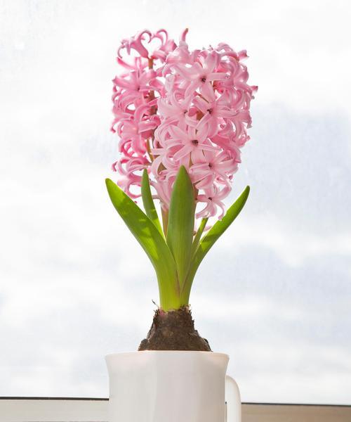 风信子的花语和寓意是什么？