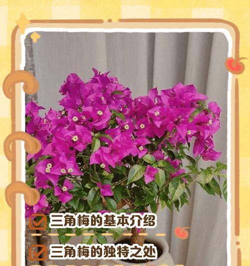 三角梅还有哪些别称？