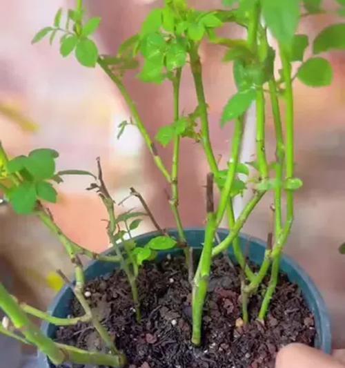 月月红的养殖技巧？如何确保四季花开？