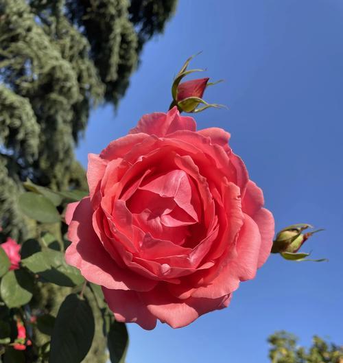 月月红的养殖技巧？如何确保四季花开？