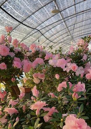 桃梅植物的养护要点？
