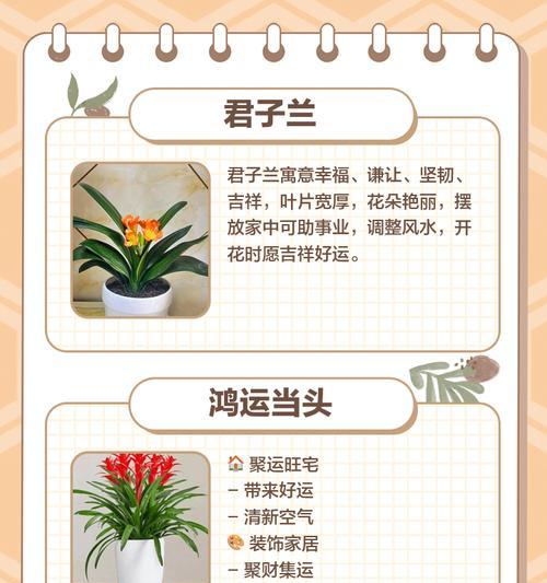 好运来花养殖需要注意什么？