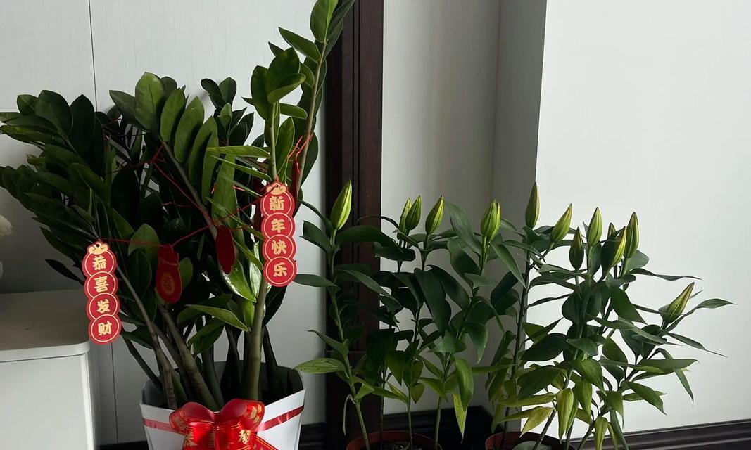 好运来花养殖需要注意什么？