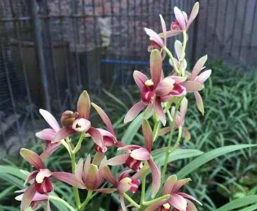 兰花施肥的正确方法是什么？如何科学施肥兰花？