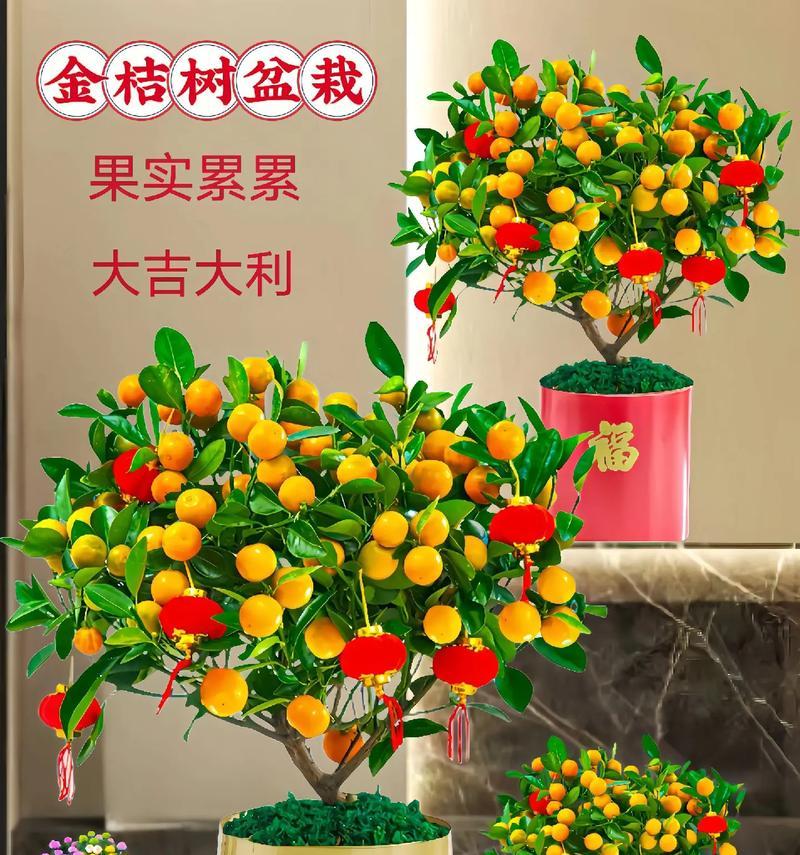 金桔盆栽修剪技巧有哪些？