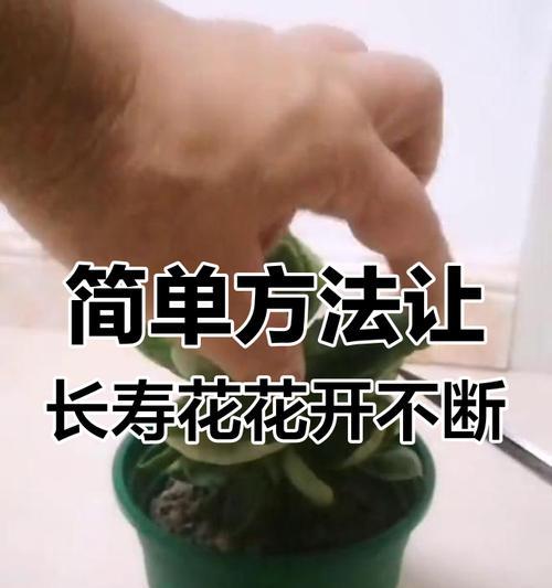 长寿花开花的秘诀是什么？如何进行正确的养护？