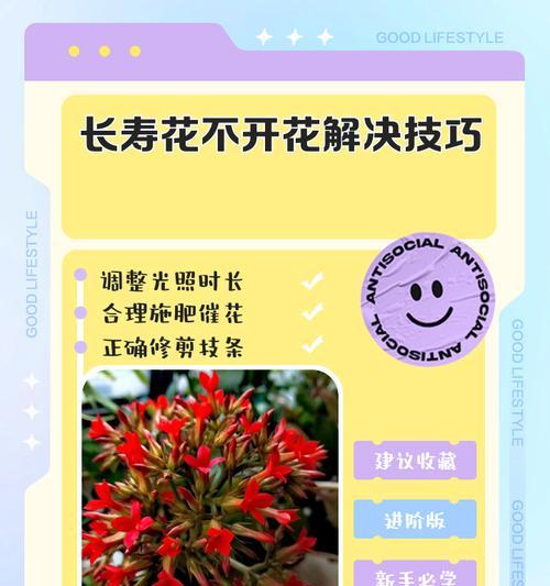 长寿花开花的秘诀是什么？如何进行正确的养护？