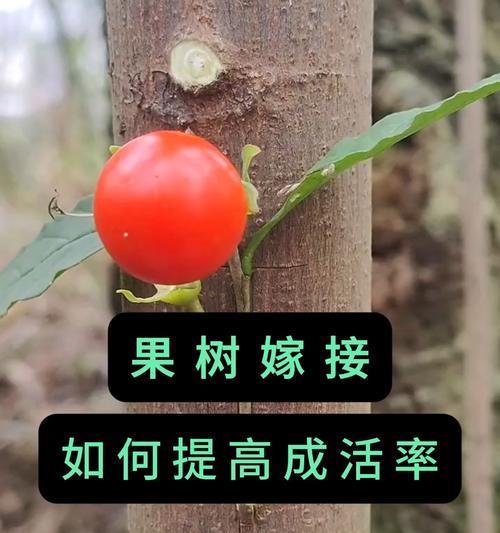 红梅的繁殖方法有哪些？如何提高成活率？