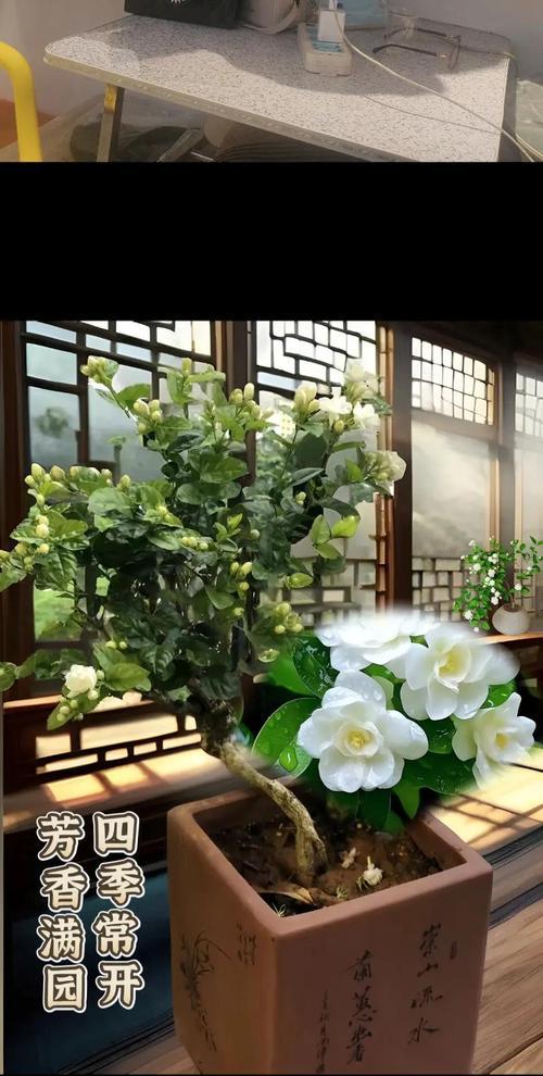 重瓣茉莉的养殖方法有哪些？