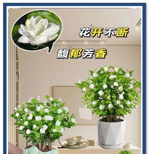 重瓣茉莉的养殖方法有哪些？