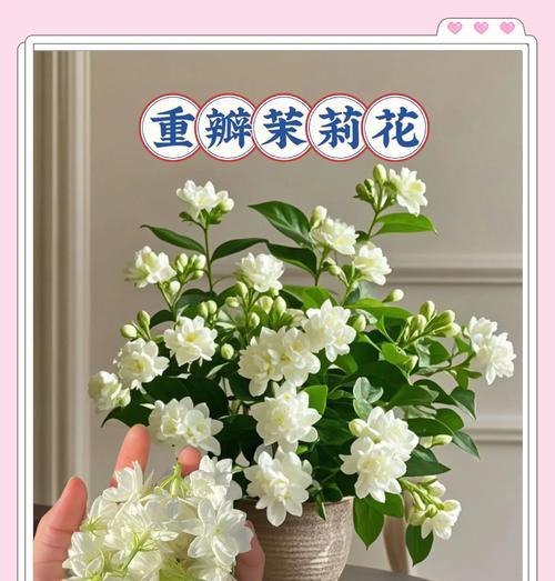 重瓣茉莉的养殖方法有哪些？