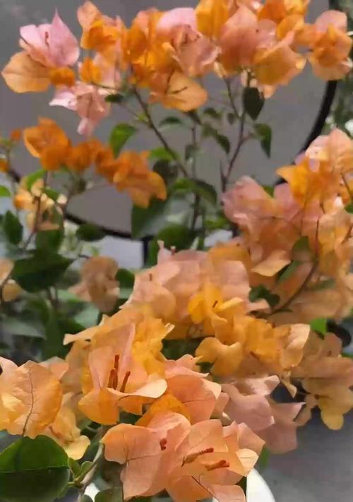 花卉有哪些？如何分类和养护？