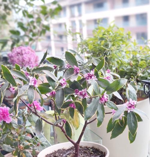 瑞香开花时间是什么时候？
