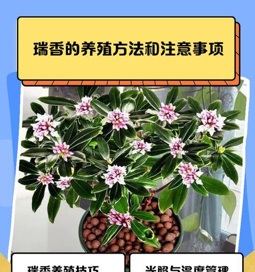 瑞香开花时间是什么时候？