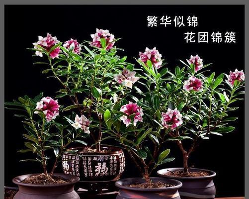瑞香开花时间是什么时候？