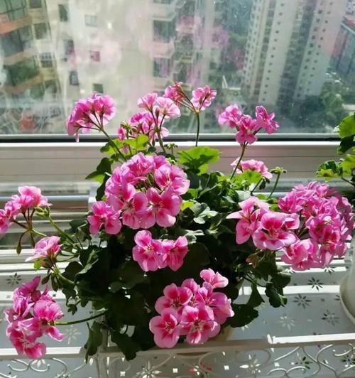 哪些花卉需要充足的阳光？喜阳花卉的养护要点是什么？