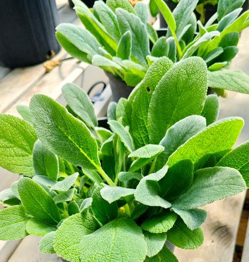 哪些花卉需要充足的阳光？喜阳花卉的养护要点是什么？