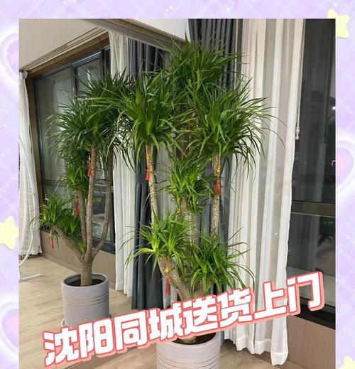 龙血树分株方法是什么？如何分成多头？