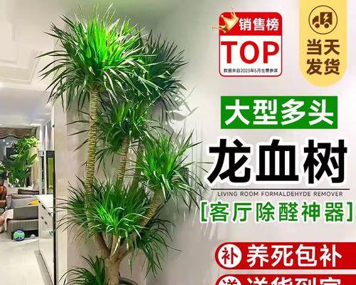 龙血树分株方法是什么？如何分成多头？