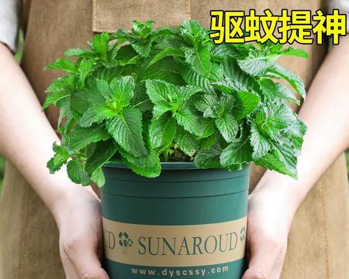 什么植物最驱蚊？驱蚊植物的种类及其使用方法是什么？