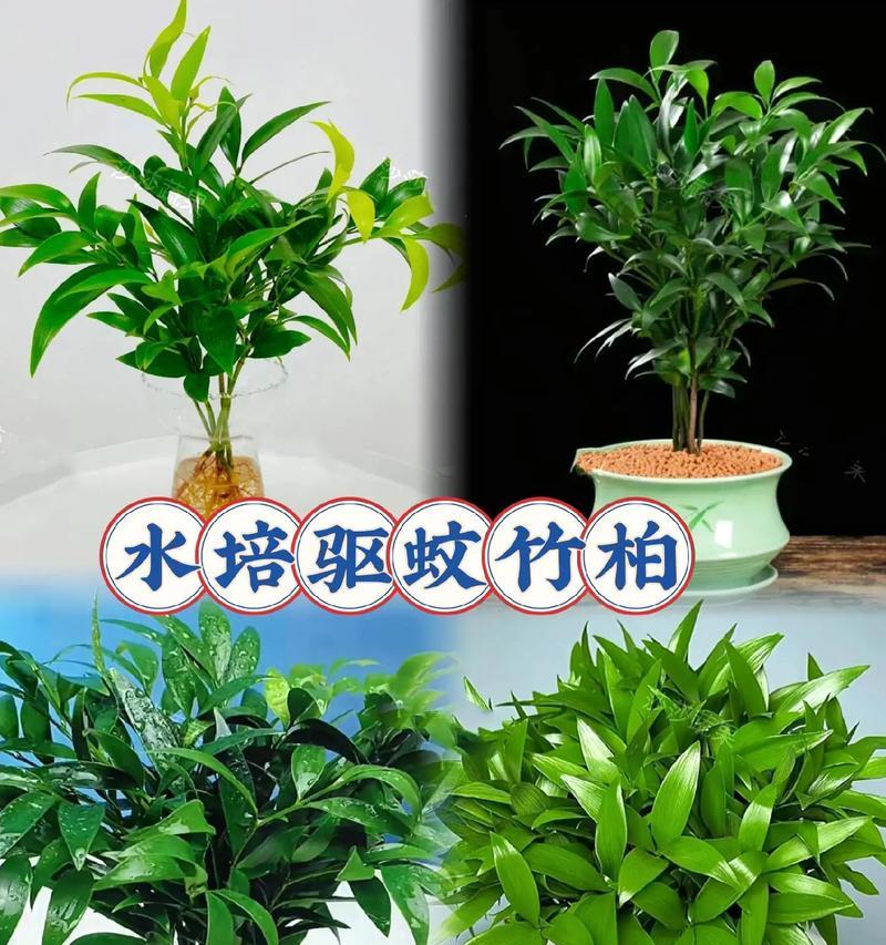 什么植物最驱蚊？驱蚊植物的种类及其使用方法是什么？