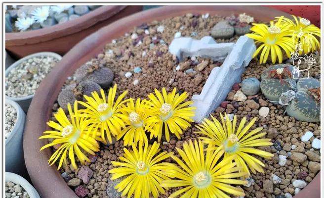 生石花繁殖方法有哪些？生石花的繁殖技巧是什么？