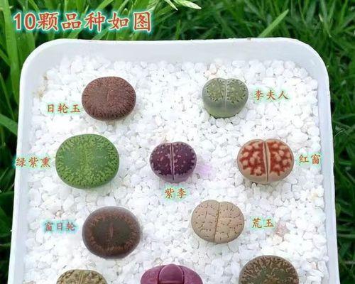 石头花有哪些品种？如何区分不同石头花品种？