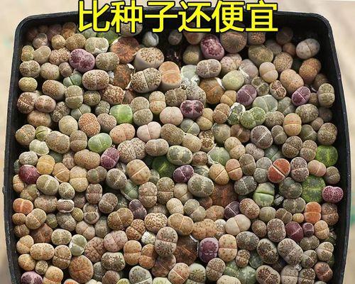 石头花有哪些品种？如何区分不同石头花品种？