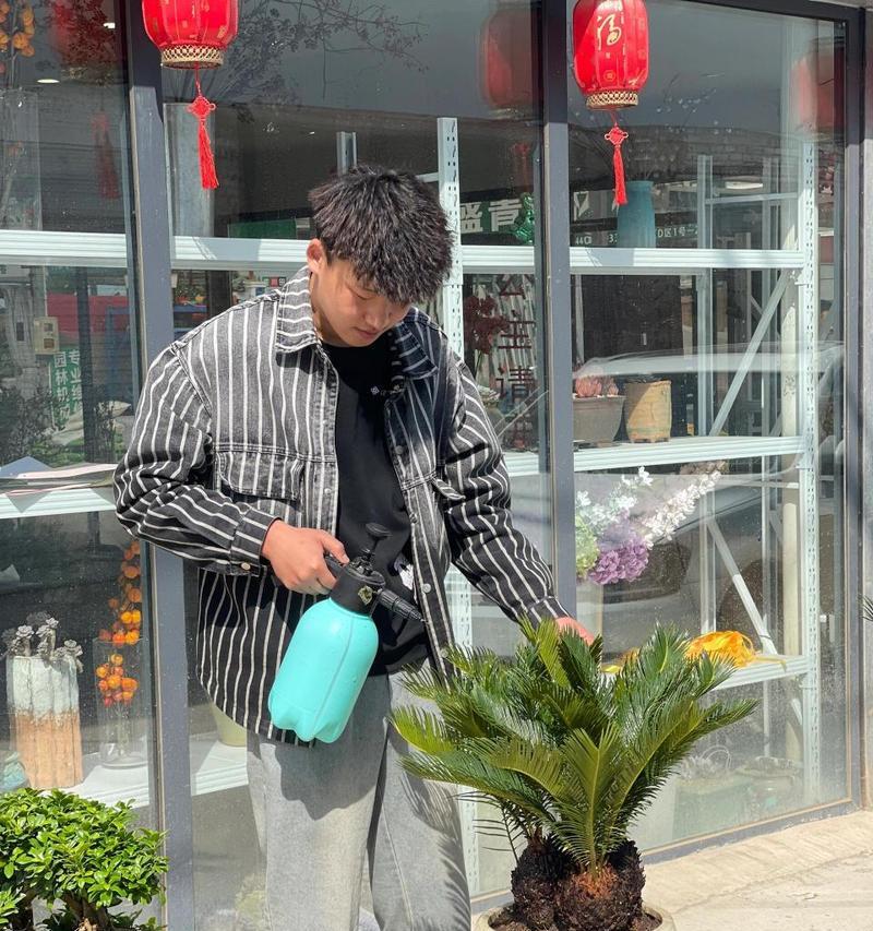 铁树的日常管理方法有哪些？