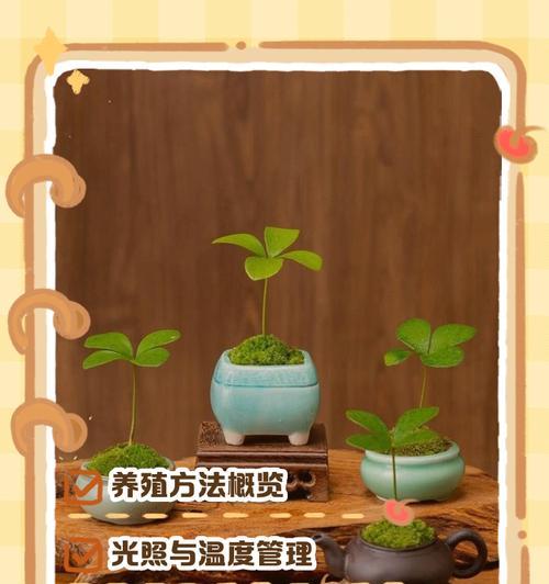 铁树的日常管理方法有哪些？