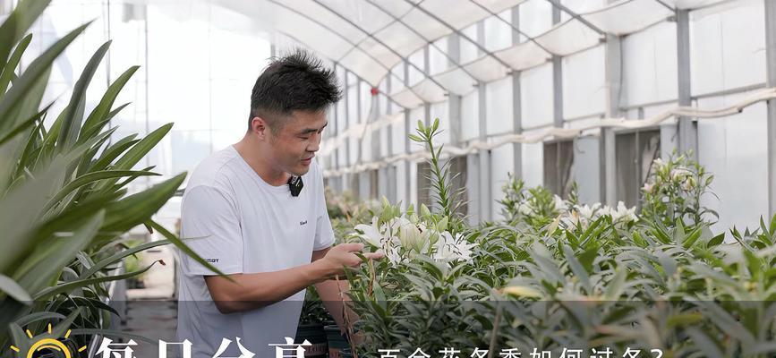 冬季百合花如何养护？需要注意什么？