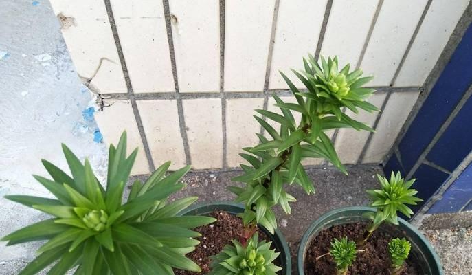 冬季百合花如何养护？需要注意什么？