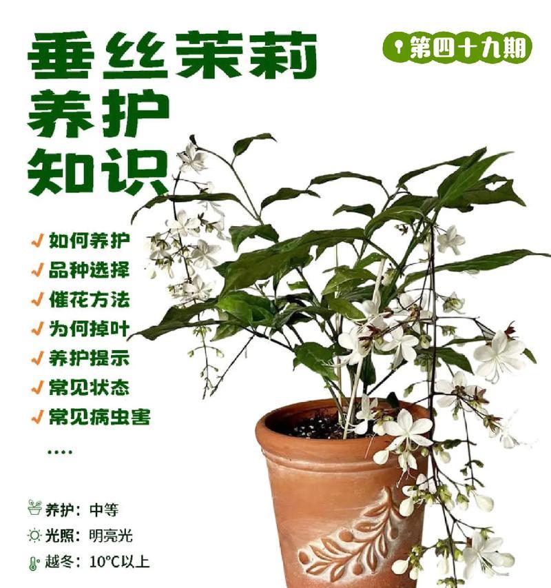 茉莉过冬的正确方法是什么？如何让茉莉安全过冬？