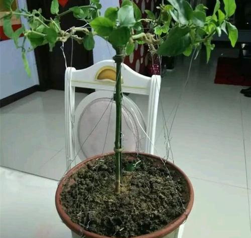 茉莉过冬的正确方法是什么？如何让茉莉安全过冬？