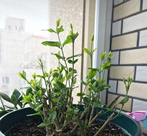 茉莉过冬的正确方法是什么？如何让茉莉安全过冬？