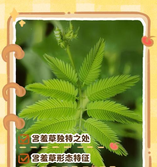 含羞草的养殖方法有哪些？如何让含羞草更健康？