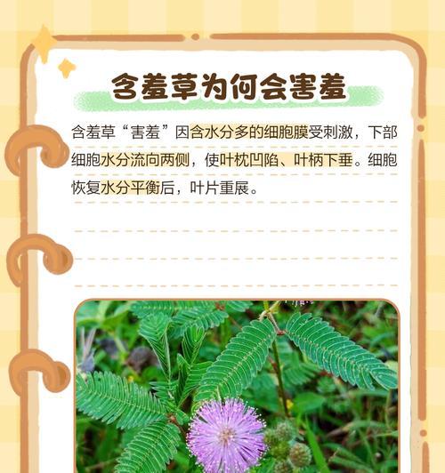 含羞草的养殖方法有哪些？如何让含羞草更健康？