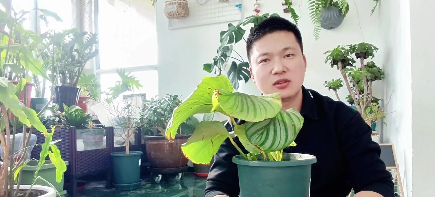 苹果竹芋繁殖的有效方法是什么？