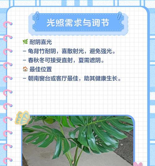 龟背竹换盆的最佳时机是什么时候？换盆步骤和注意事项有哪些？