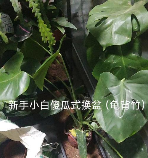 龟背竹换盆的最佳时机是什么时候？换盆步骤和注意事项有哪些？