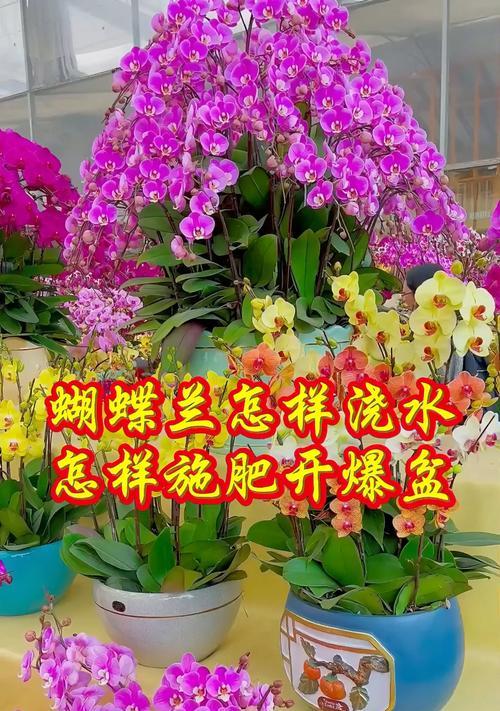 蝴蝶兰施肥的正确方式是什么？