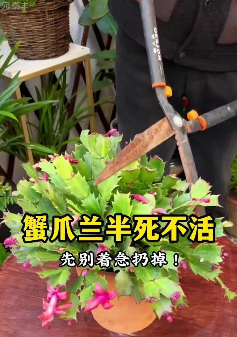 蝴蝶兰施肥的正确方式是什么？