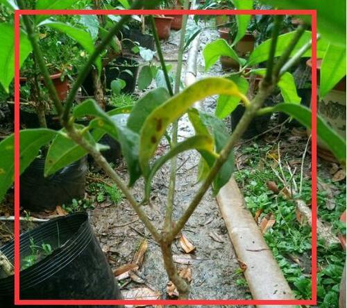 桂花嫁接用什么植物？桂花嫁接的方法和技巧是什么？