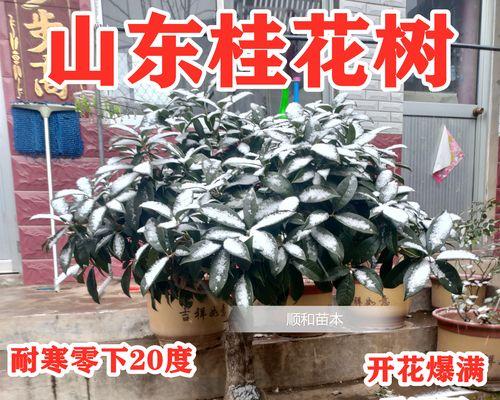 桂花嫁接用什么植物？桂花嫁接的方法和技巧是什么？