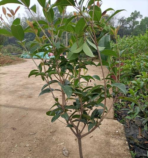 桂花嫁接用什么植物？桂花嫁接的方法和技巧是什么？