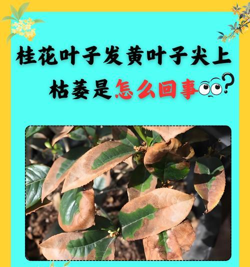 树叶子干黄的预防和解决办法？