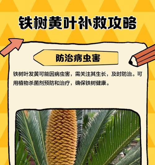 树叶子干黄的预防和解决办法？