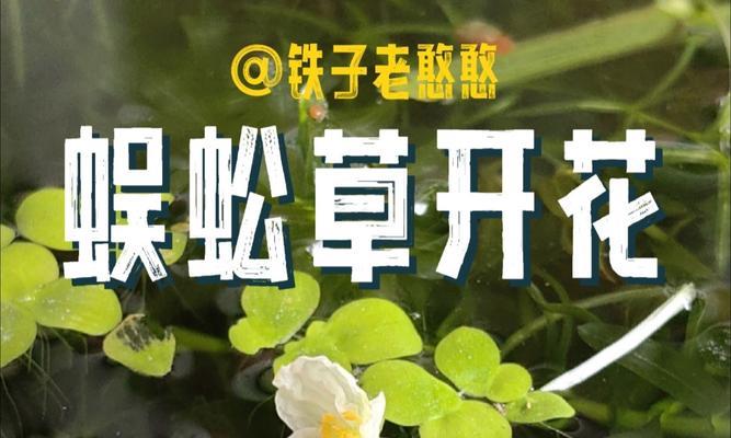 蜈蚣草繁殖的有效方法是什么？