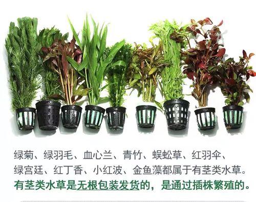 蜈蚣草繁殖的有效方法是什么？